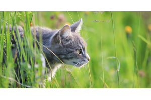 10 Idees Pour Occuper Mon Chat Pendant Mon Absence