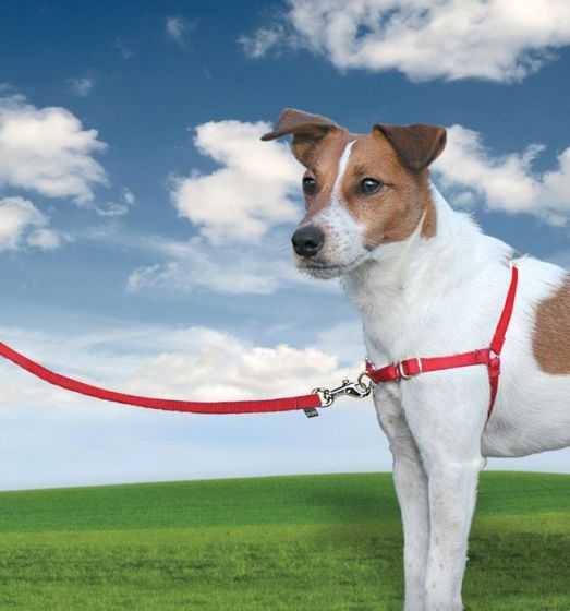 Universal - Harnais pour chiens sans traction Harnais pour animaux