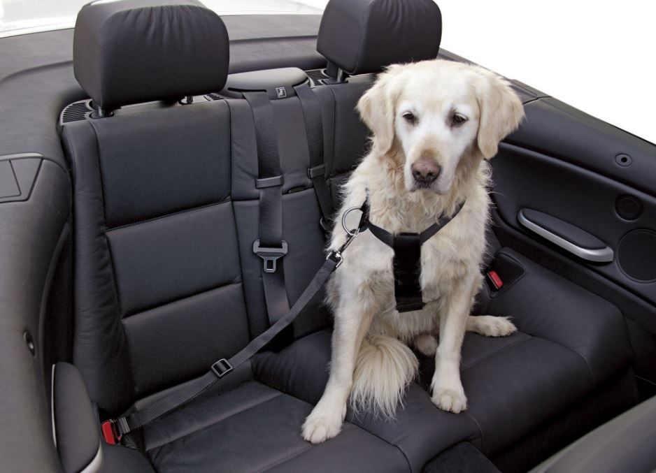 Ceinture de sécurité pour transport de chien en voiture - Nylon