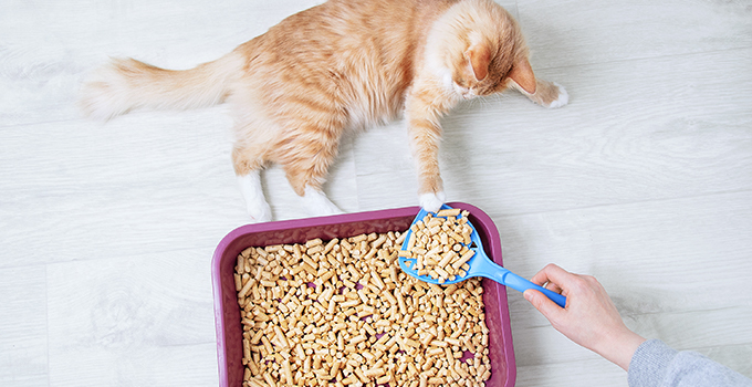 7 astuces pour éviter les mauvaises odeurs de la litière du chat
