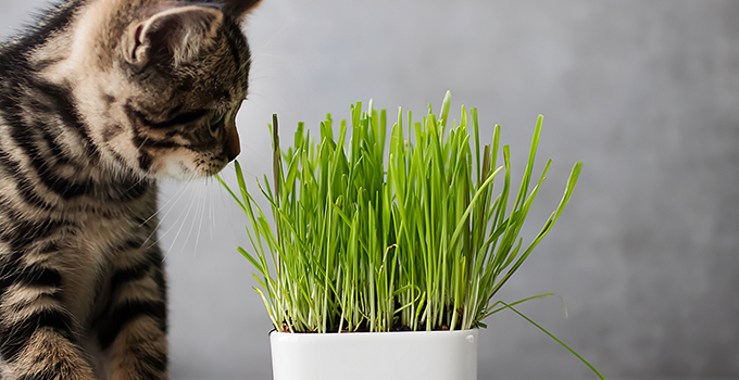 Comment entretenir l'herbe à chat – Herbachat