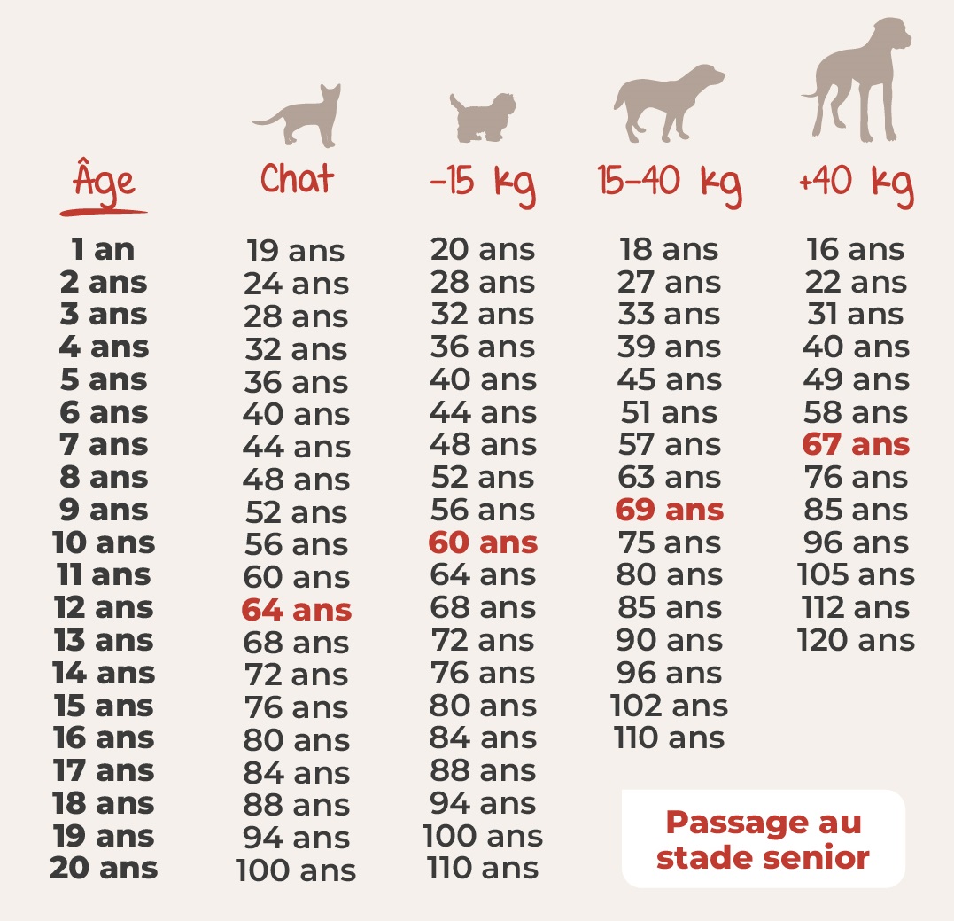 Comment calculer l'âge d'un chien : de 0 à 20 ans